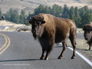 yellowstone lamar valley bison 2 (8)
