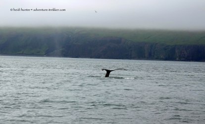 Husavik whale watching (51) fix
